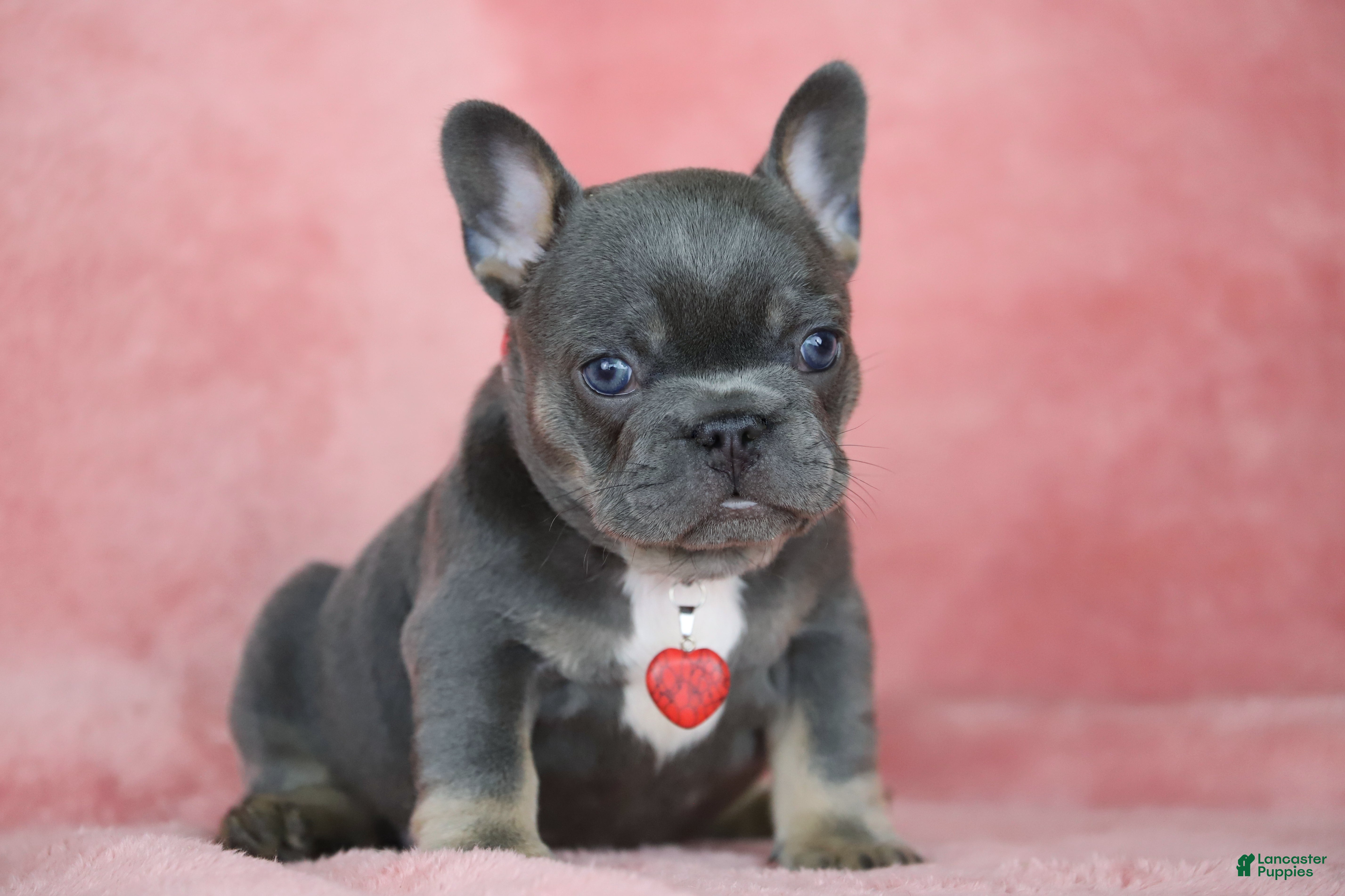 French Bulldog dogs Mara - Ad 1