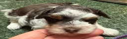 Miniature Schnauzer dogs for sale: Boy  - Ad 3