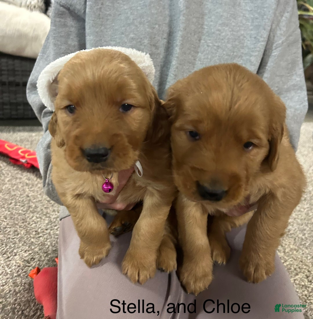 Golden Retriever dogs for sale: Golden Retriever Puppy - Stella - Ad 22