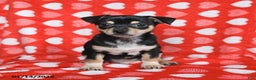 Chihuahua dogs for sale: Jackie - Ad 3
