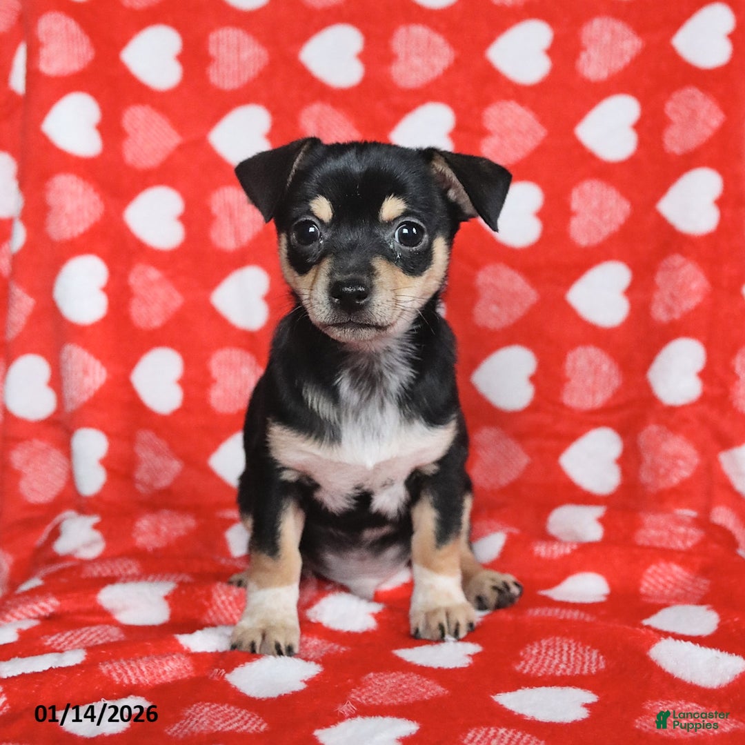 Chihuahua dogs for sale: Jackie - Ad 3