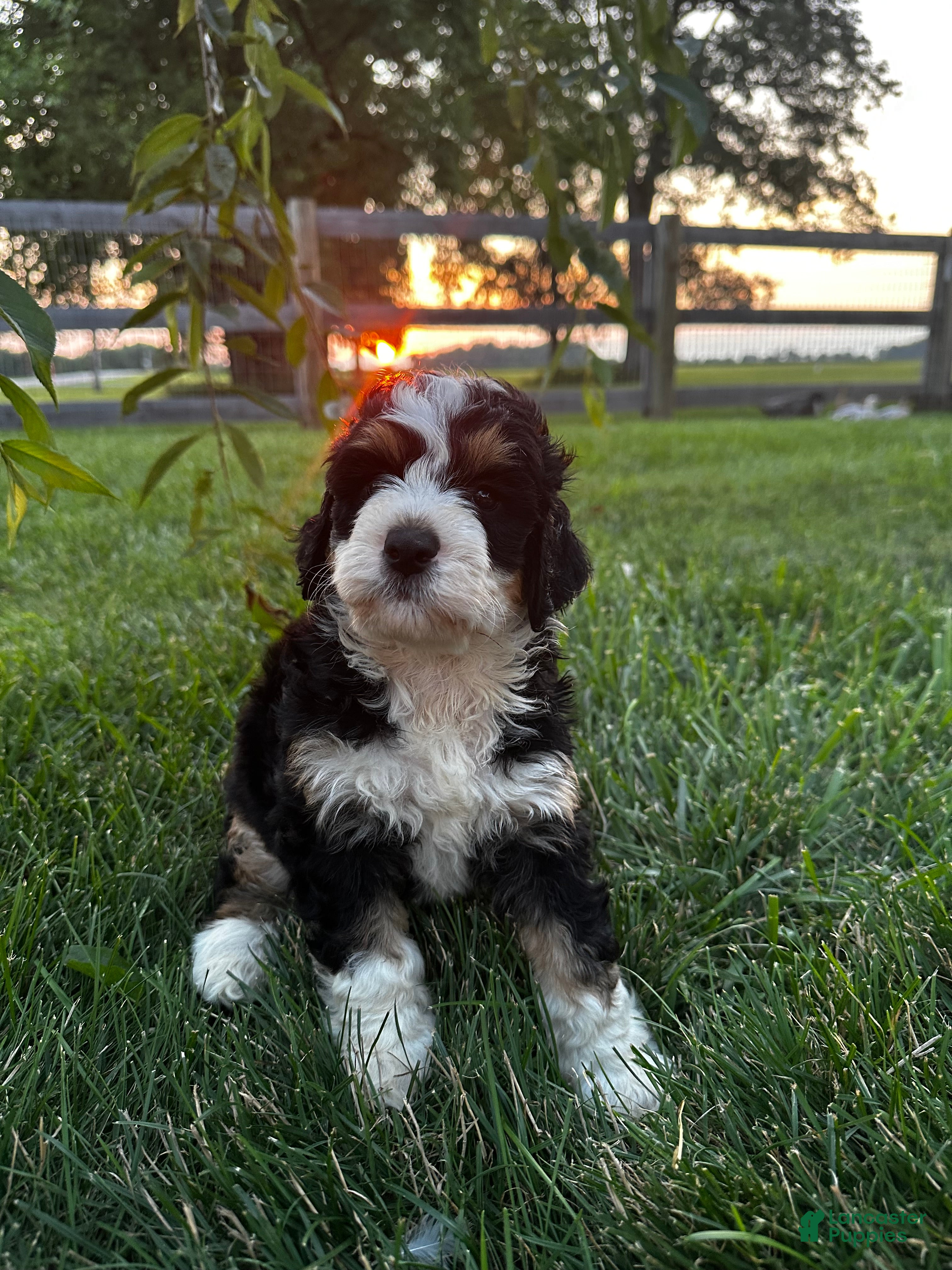 Bernedoodle dogs Rooster - Ad 2