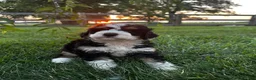 Bernedoodle dogs for sale: Rooster - Ad 2