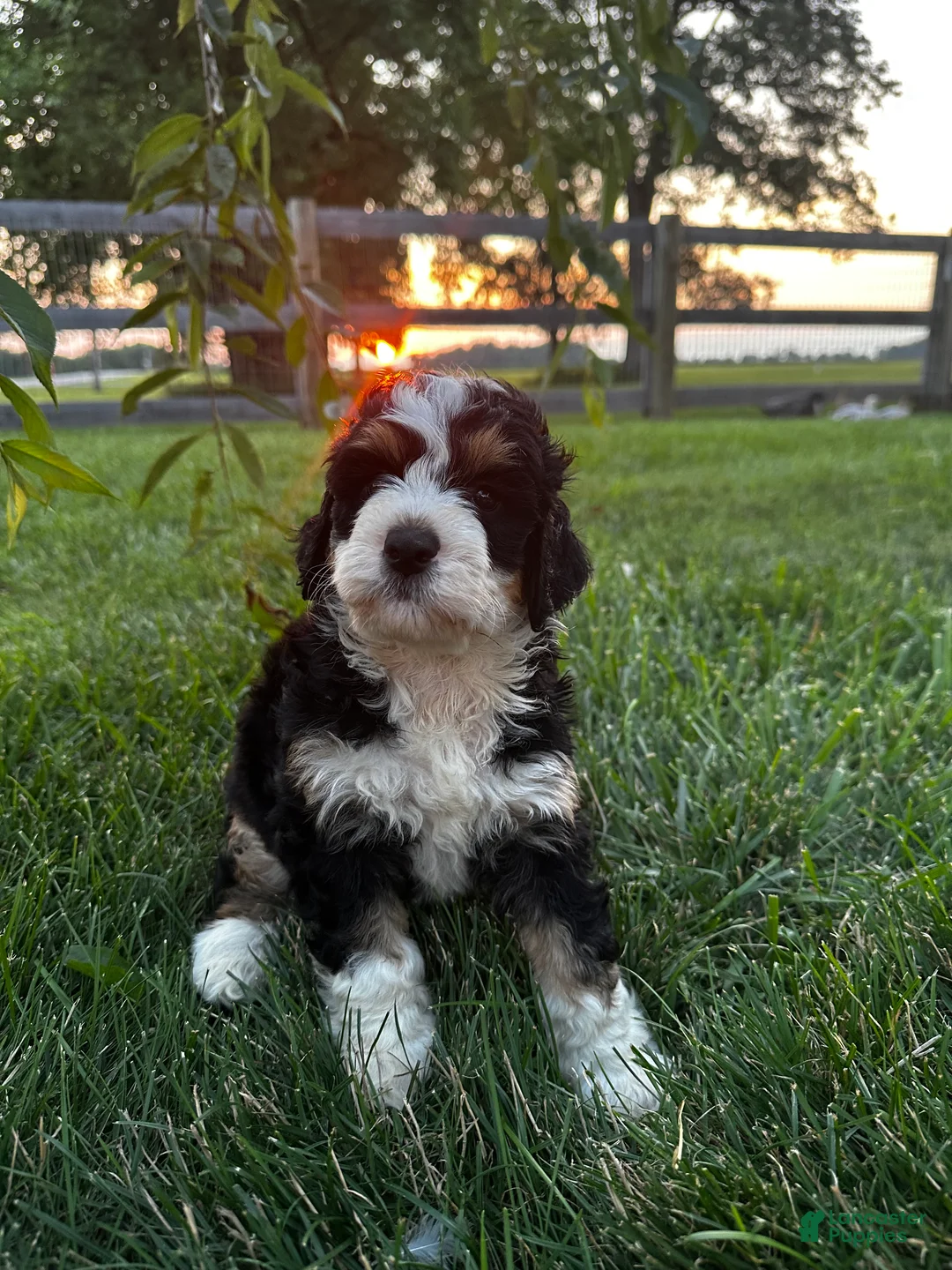 Bernedoodle dogs for sale: Rooster - Ad 2