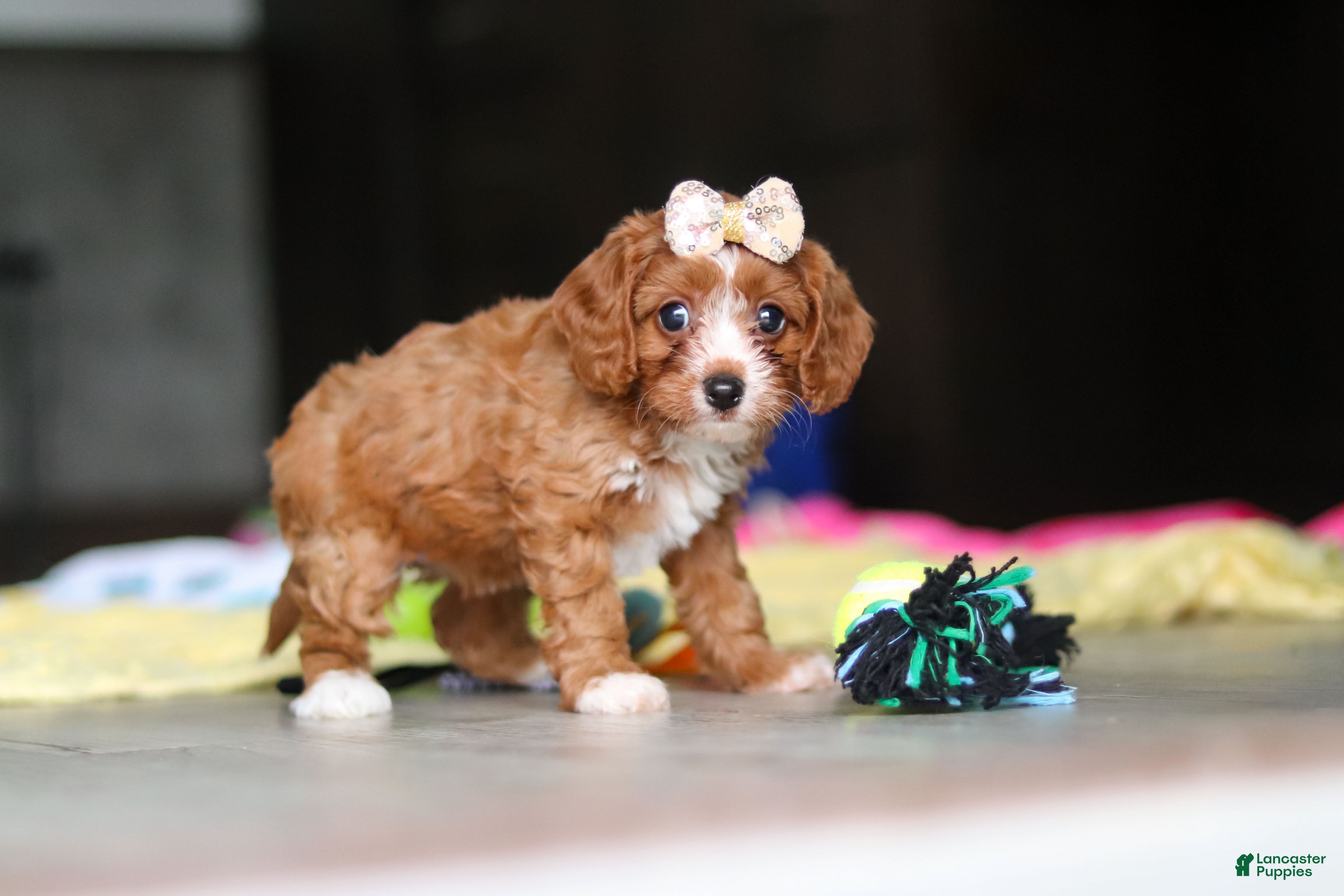 Cavapoo dogs Dolly - Ad 2