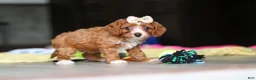 Cavapoo dogs for sale: Dolly - Ad 2