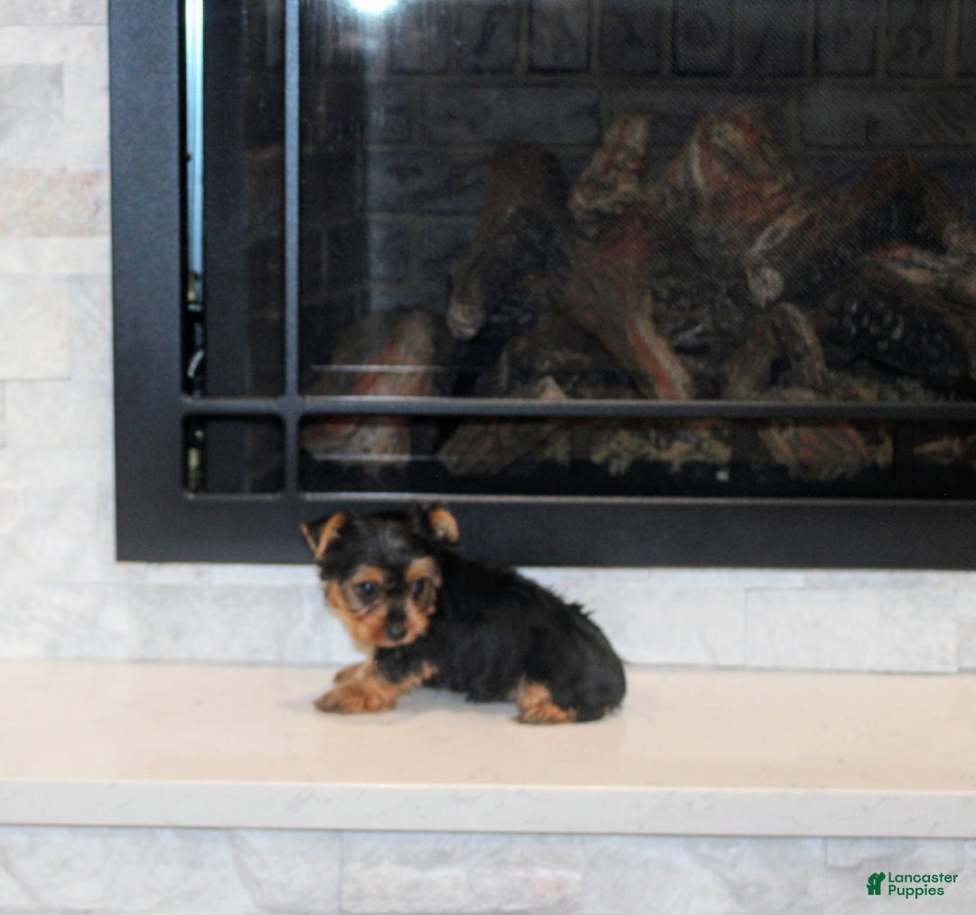 Yorkshire Terrier dogs for sale: Radar - Ad 6