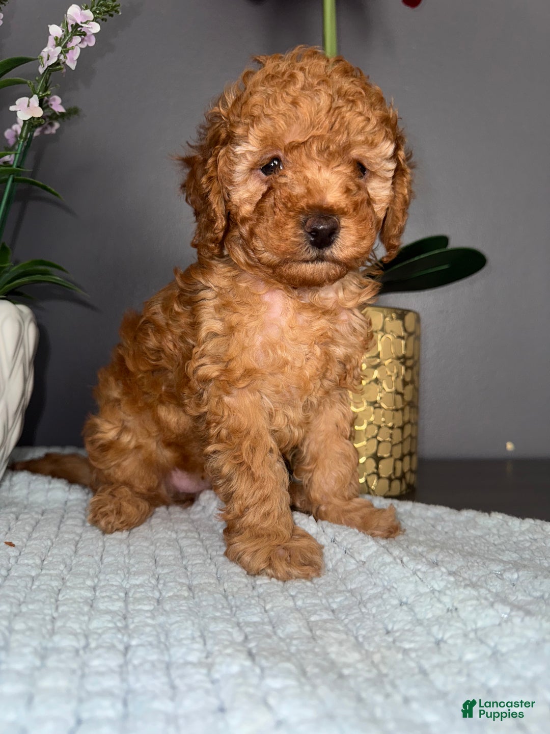 Miniature Poodle dogs for sale: Miniature Poodle Milo - Ad 14