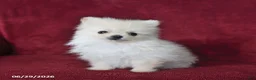 Pomeranian dogs for sale: Archie - Ad 5