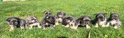 French Bulldog dogs for sale: French Bulldog Puppy 3 - Ad 7