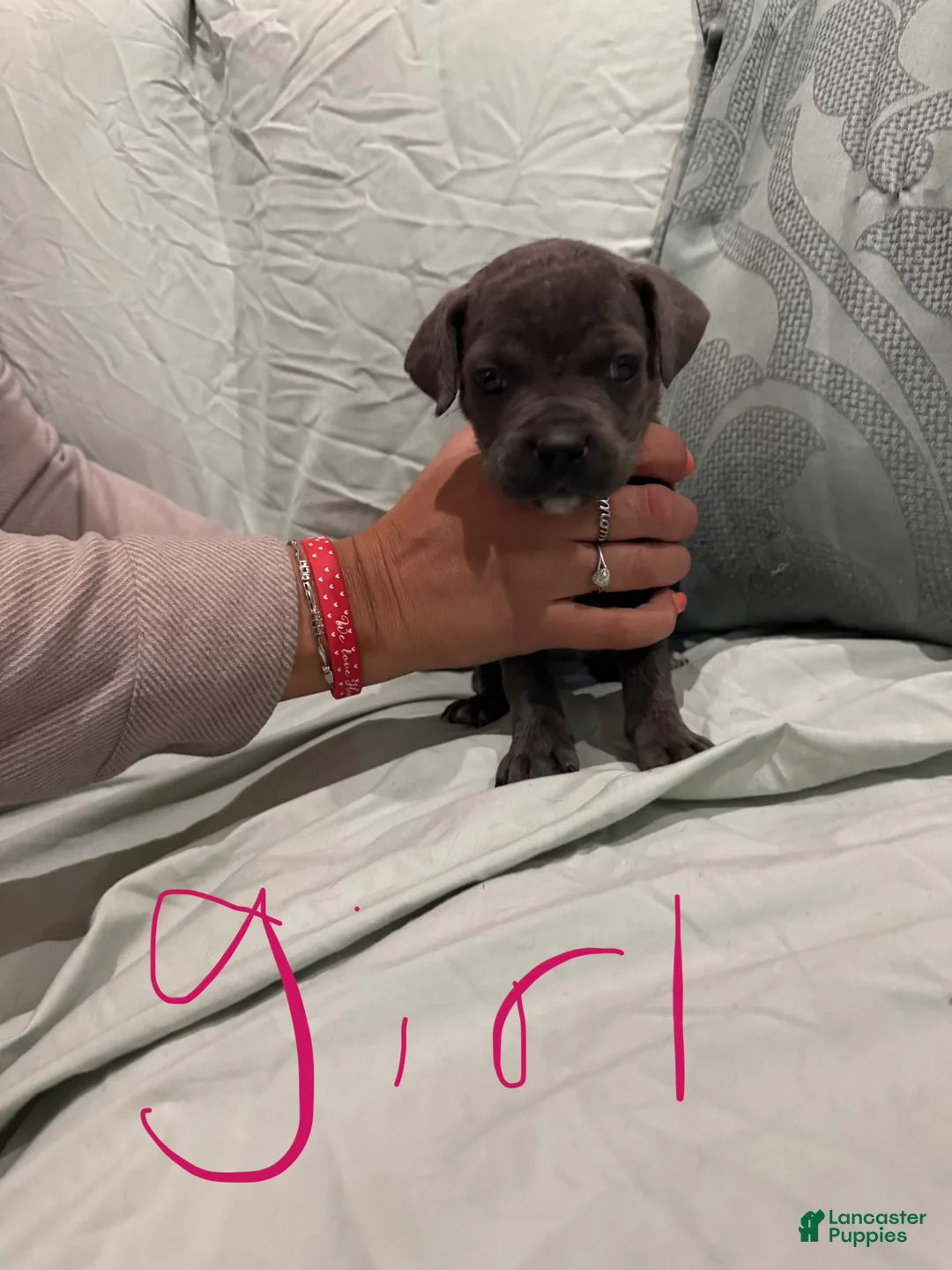 Cane Corso dogs for sale: Cane Corso Puppy 1 - Ad 1