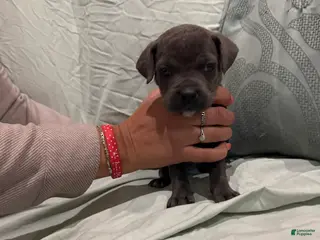 Cane Corso dogs Cane Corso Puppy 1 - Ad 35