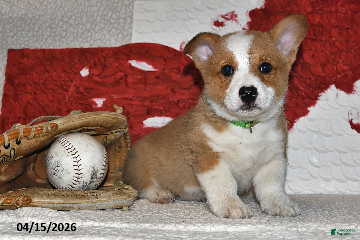 Welsh Corgi Pembroke dogs Cupid - Ad 1
