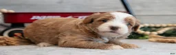 Mini Goldendoodle dogs for sale: Cutie - Ad 3