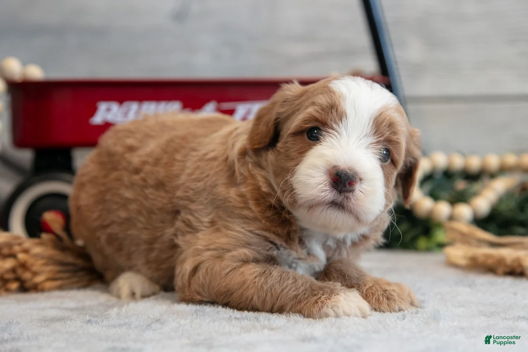 Mini Goldendoodle dogs for sale: Cutie - Ad 3