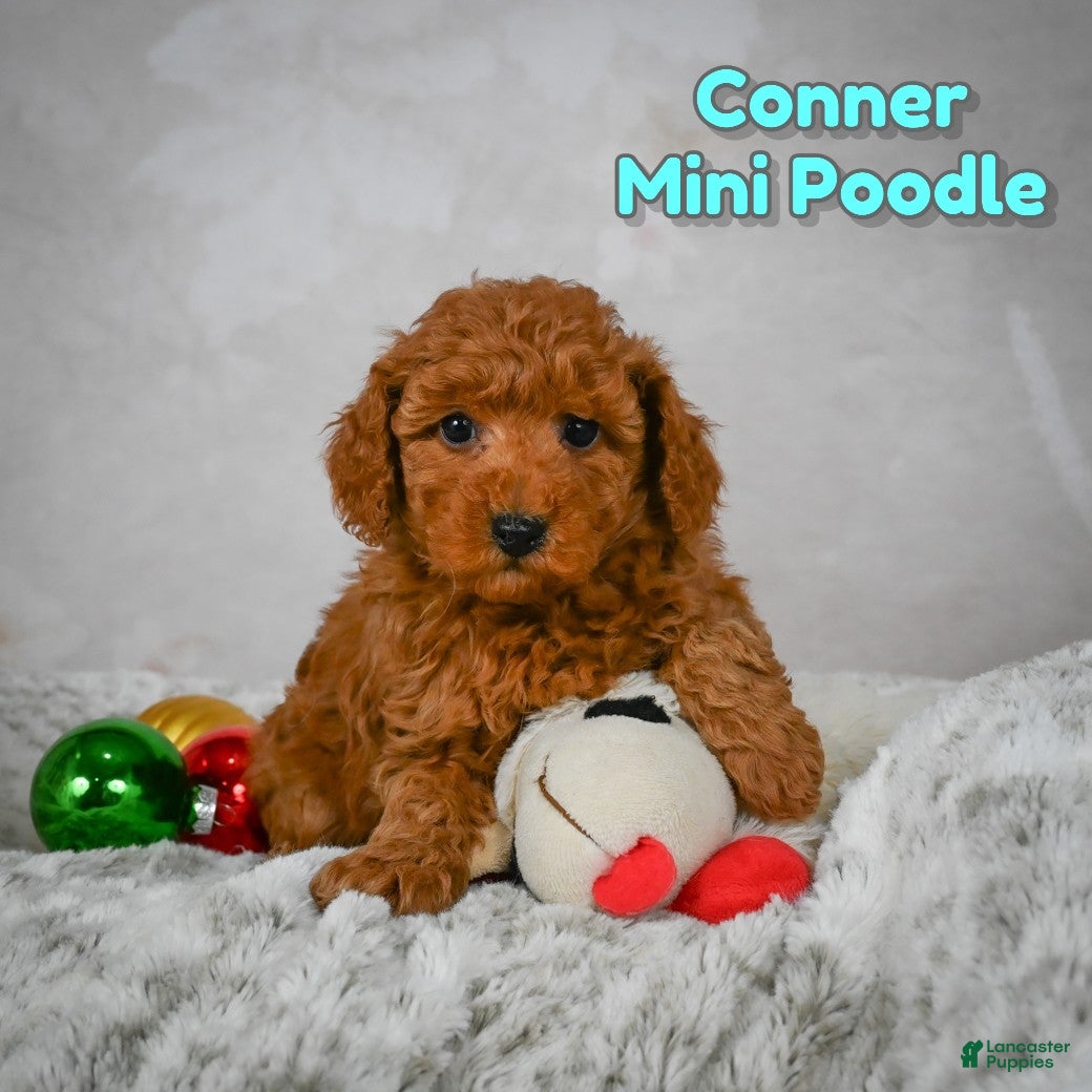 Miniature Poodle dogs Conner - Ad 20