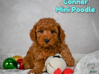 Miniature Poodle dogs Conner - Ad 35