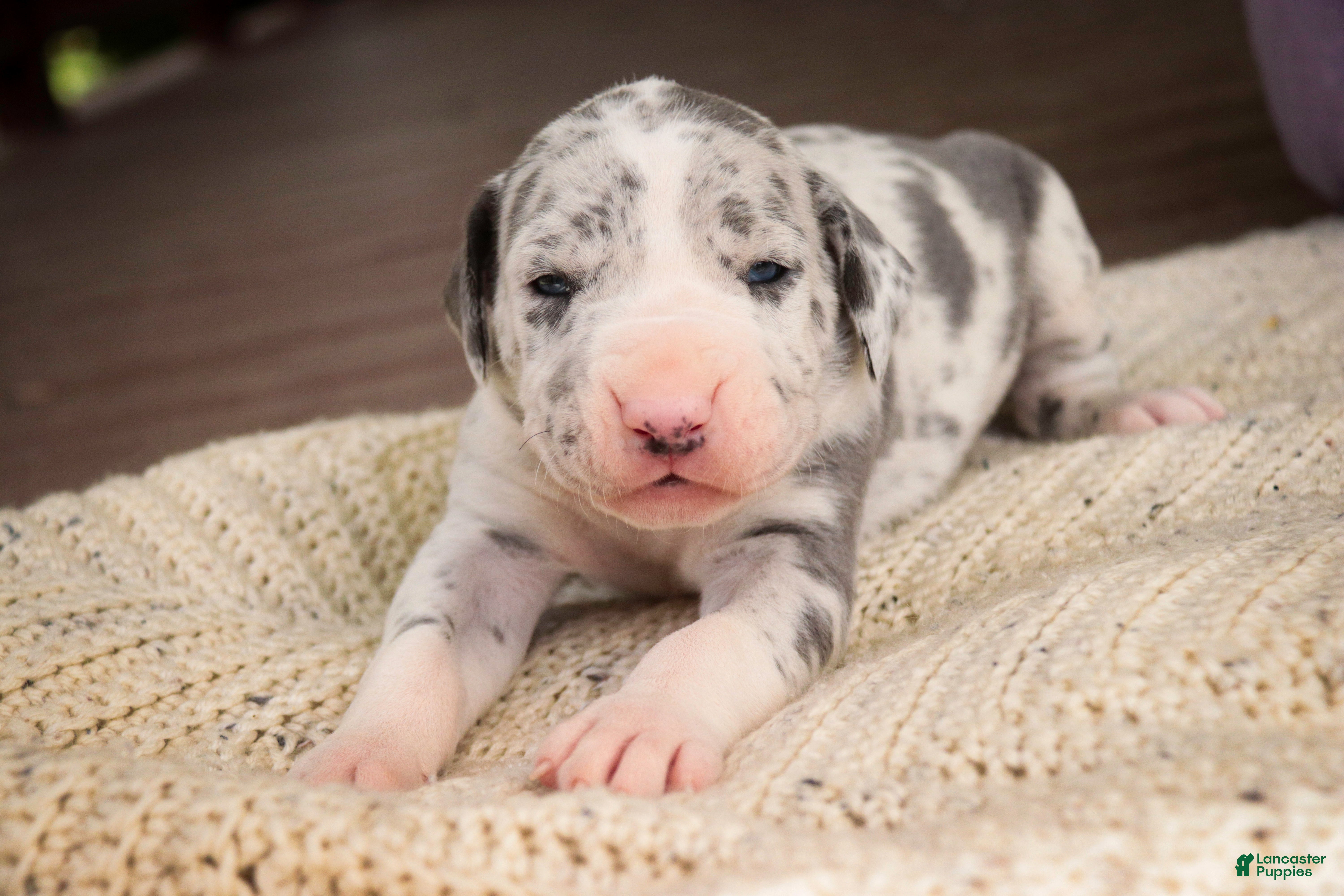 Great Dane dogs Skye - Ad 1