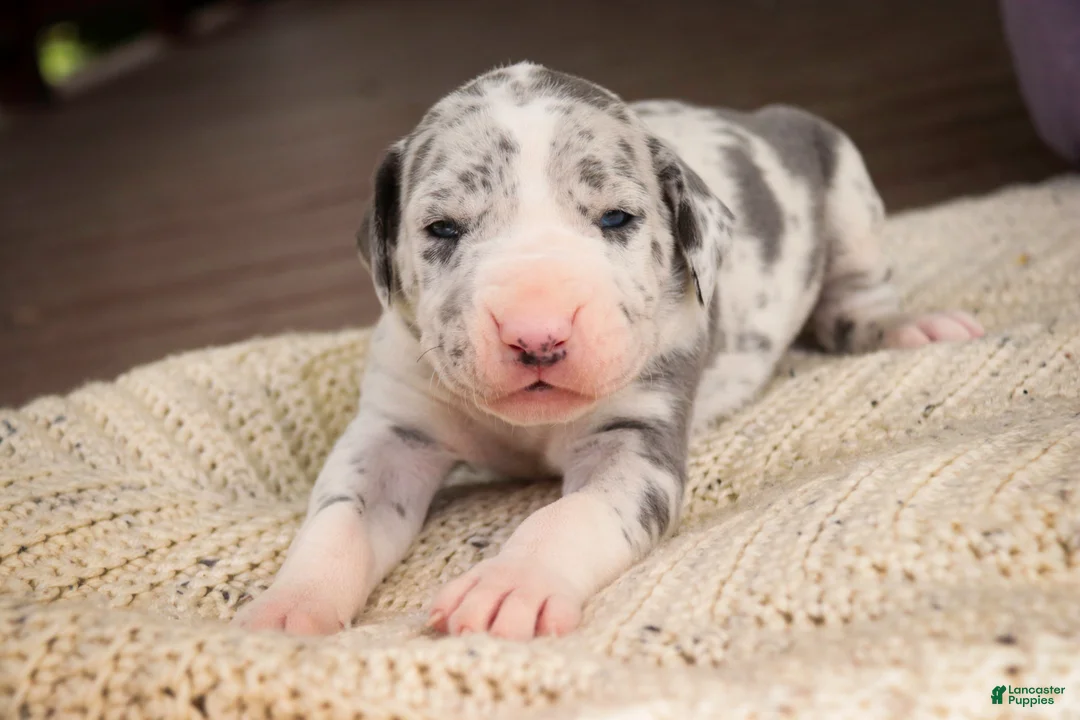 Great Dane dogs for sale: Skye - Ad 1