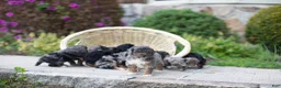Mini Bernedoodle dogs for sale: Apollo - Ad 2