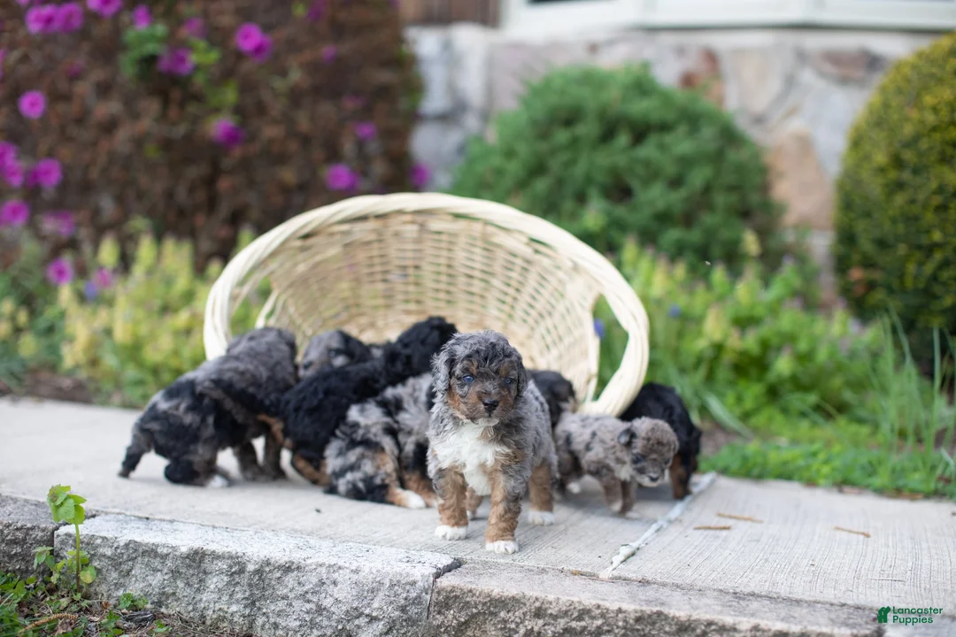 Mini Bernedoodle dogs for sale: Apollo - Ad 2