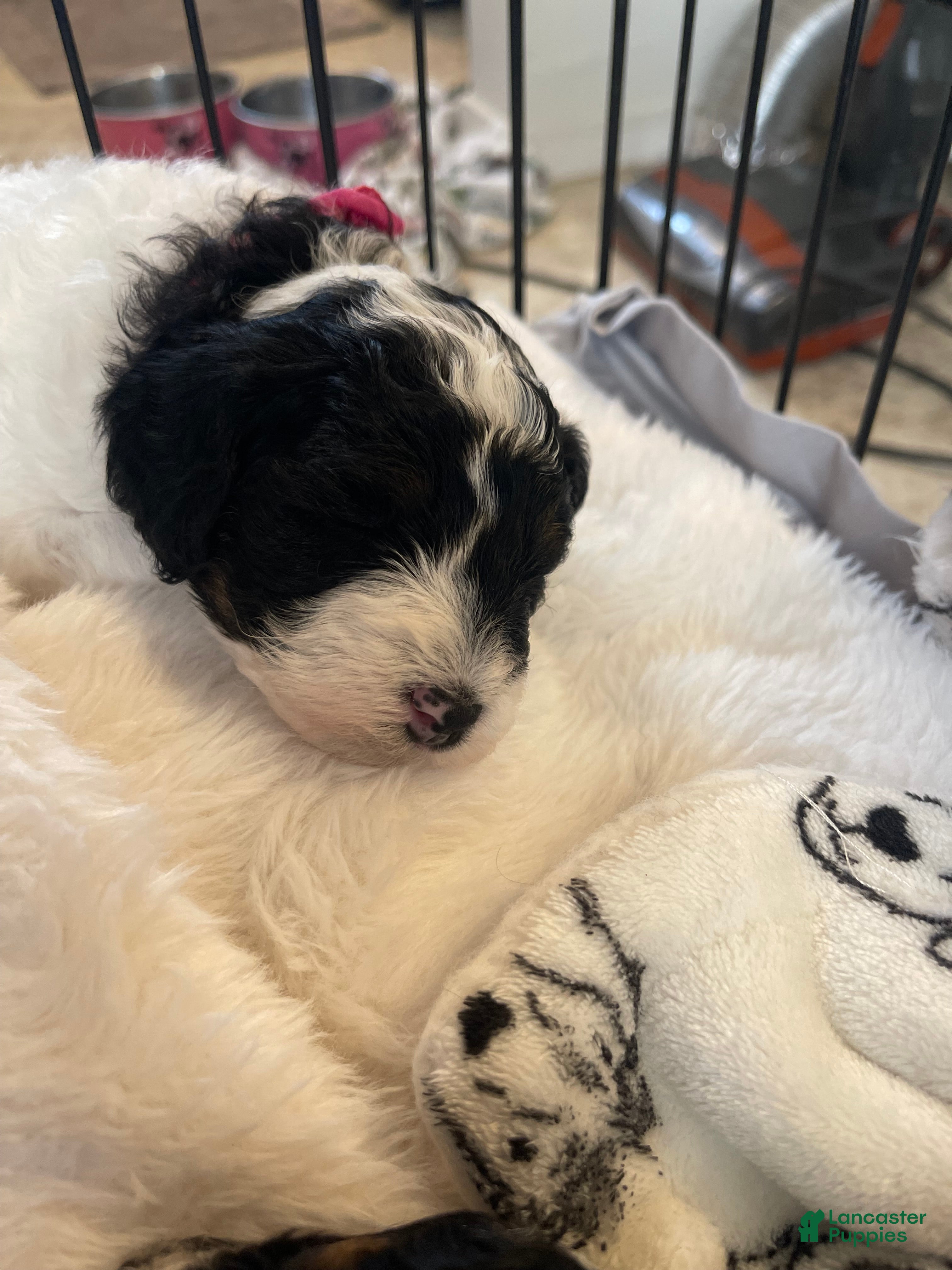 Mini Sheepadoodle dogs Red-Peppermint - Ad 2