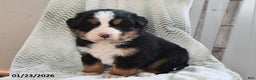 Bernese Mountain Dog dogs for sale: Oscar - Ad 2