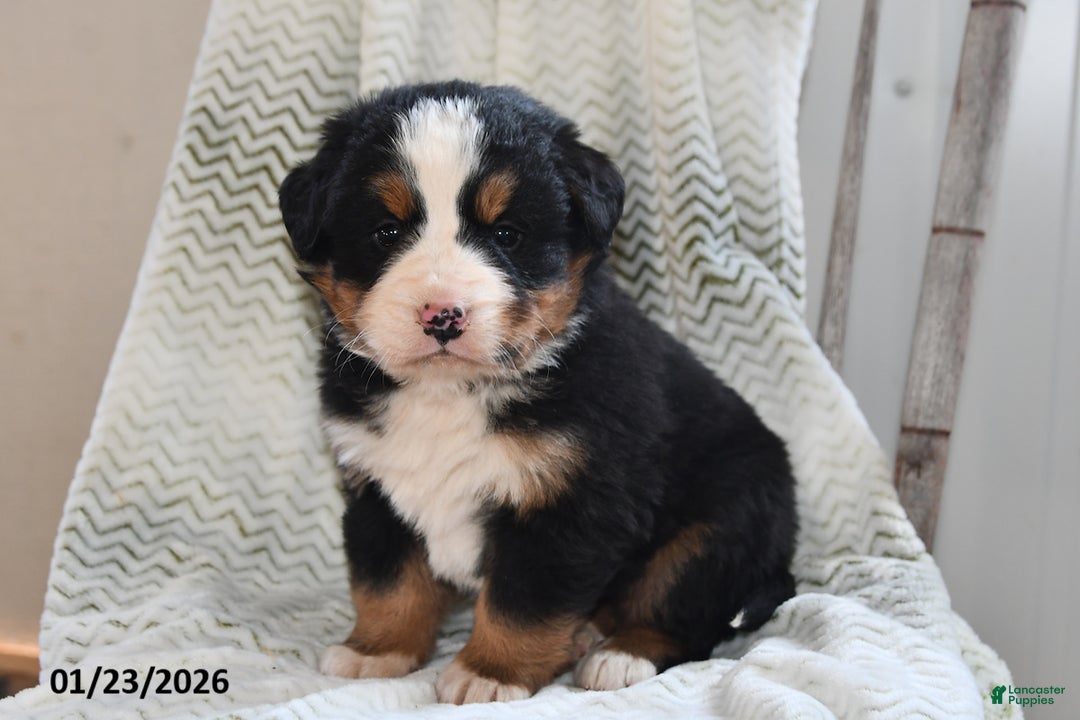 Bernese Mountain Dog dogs for sale: Oscar - Ad 2
