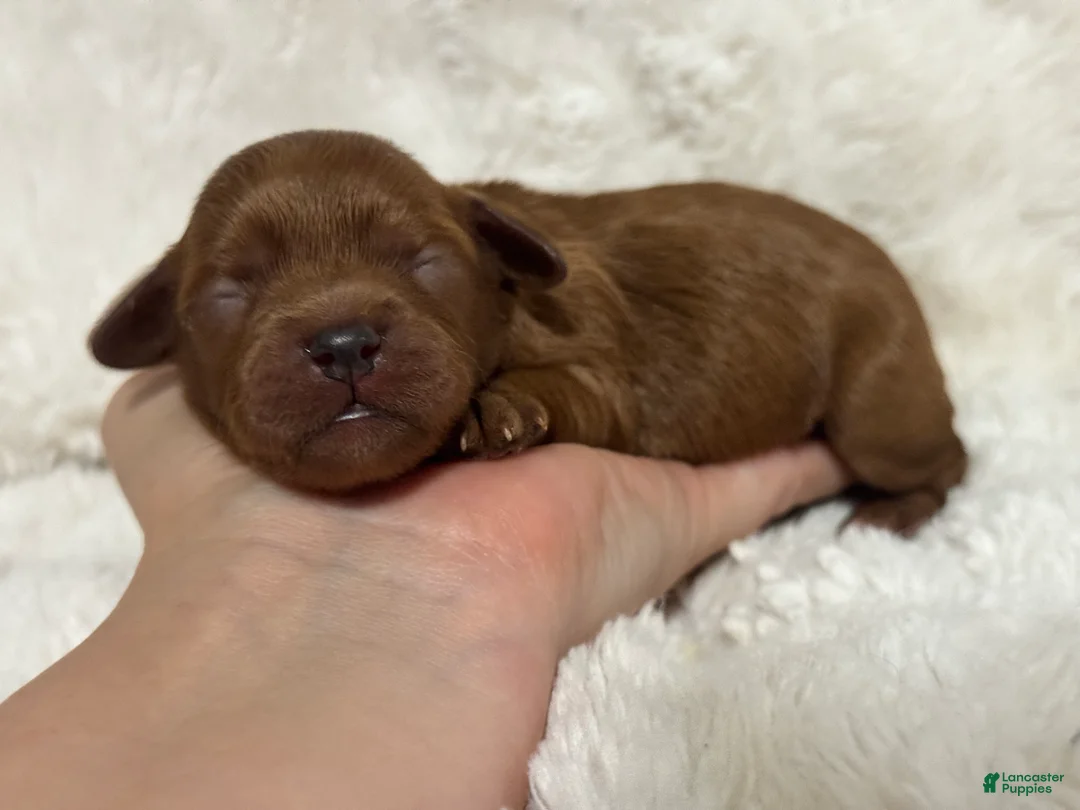 Cavapoo dogs for sale: Dolly Mae - Ad 2
