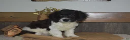 Cavapoo dogs for sale: Karson - Ad 4