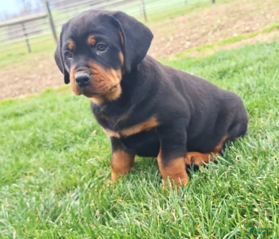 Mixed Breed dogs Carl - Ad 1