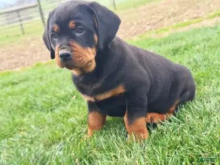 Mixed Breed dogs for sale: Carl - Ad 3