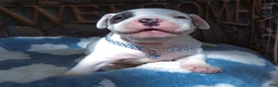 American Bully dogs for sale: "THA ROCK" WHITE WITH MERLE PATCHES - Ad 10