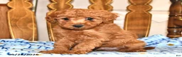 Cavapoo dogs for sale: Pedro - Ad 4