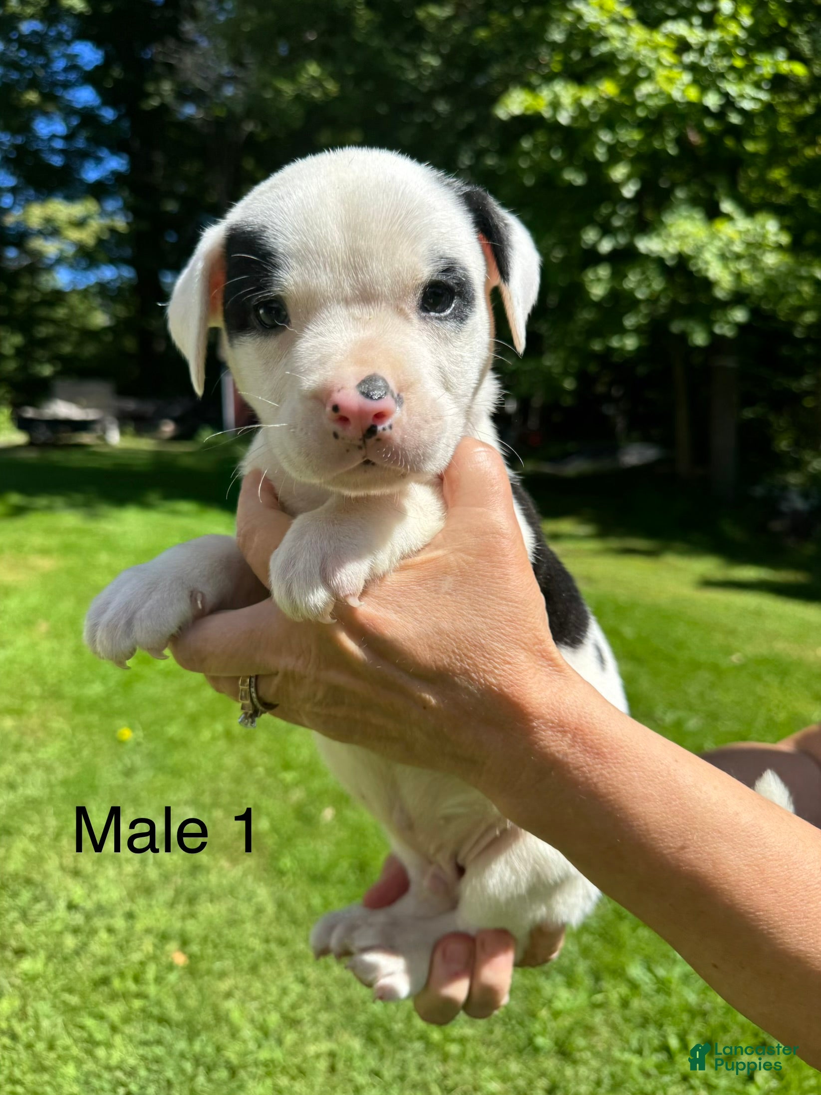 American Bulldog dogs Male 1 - Ad 1