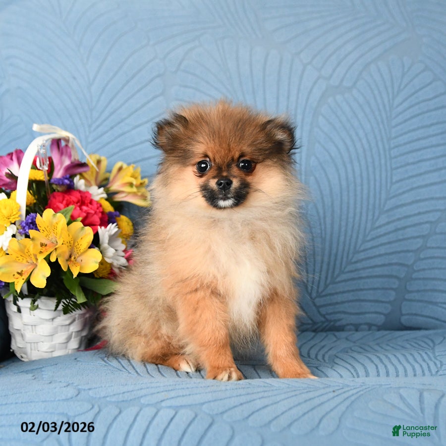 Pomeranian dogs Bandit - Ad 39