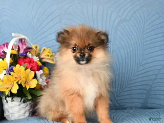 Pomeranian dogs Bandit - Ad 39