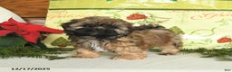 Shih Tzu dogs for sale: Ginger - Ad 1