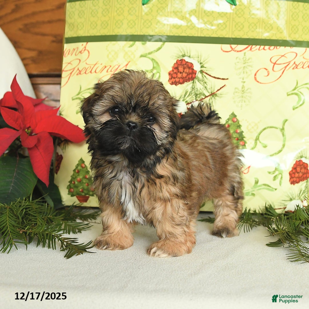 Shih Tzu dogs for sale: Ginger - Ad 1