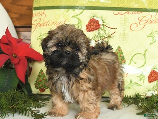 Shih Tzu dogs Ginger - Ad 23