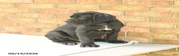 Cane Corso dogs for sale: Bear - Ad 4