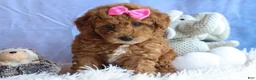 Miniature Poodle dogs for sale: ANGIE - Ad 4
