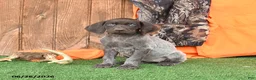 German Shorthaired Pointer dogs for sale: Serenity - Ad 4