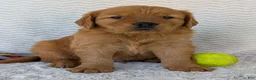 Golden Retriever dogs for sale: Charlie - Ad 12