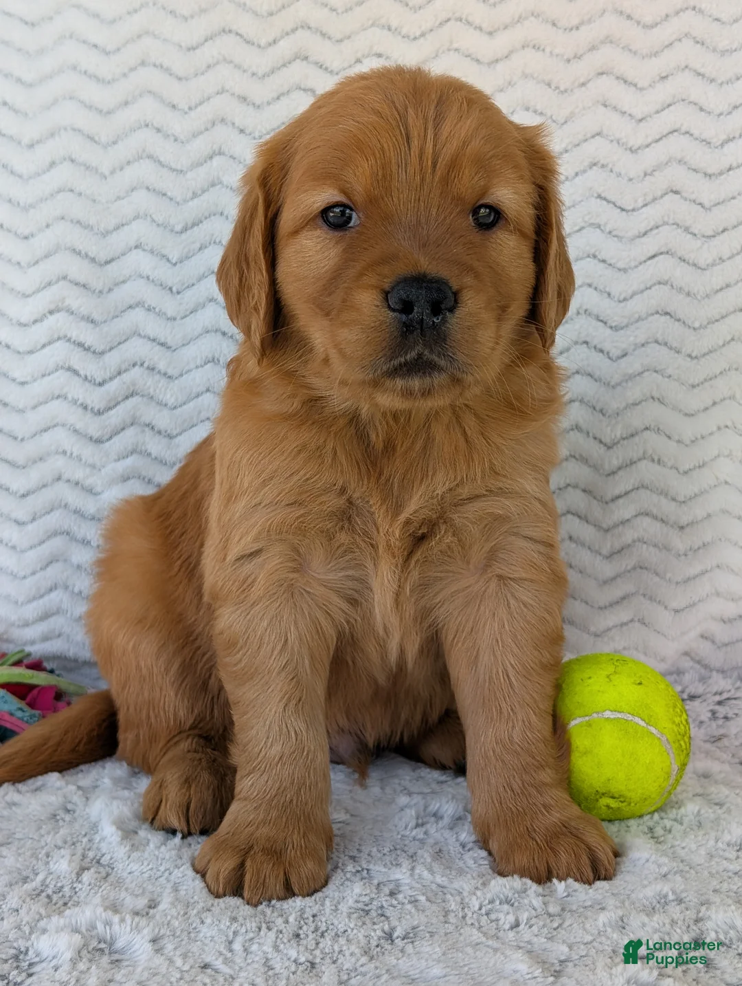 Golden Retriever dogs for sale: Charlie - Ad 12