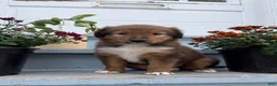 Mixed Breed dogs for sale: Miley - Ad 10