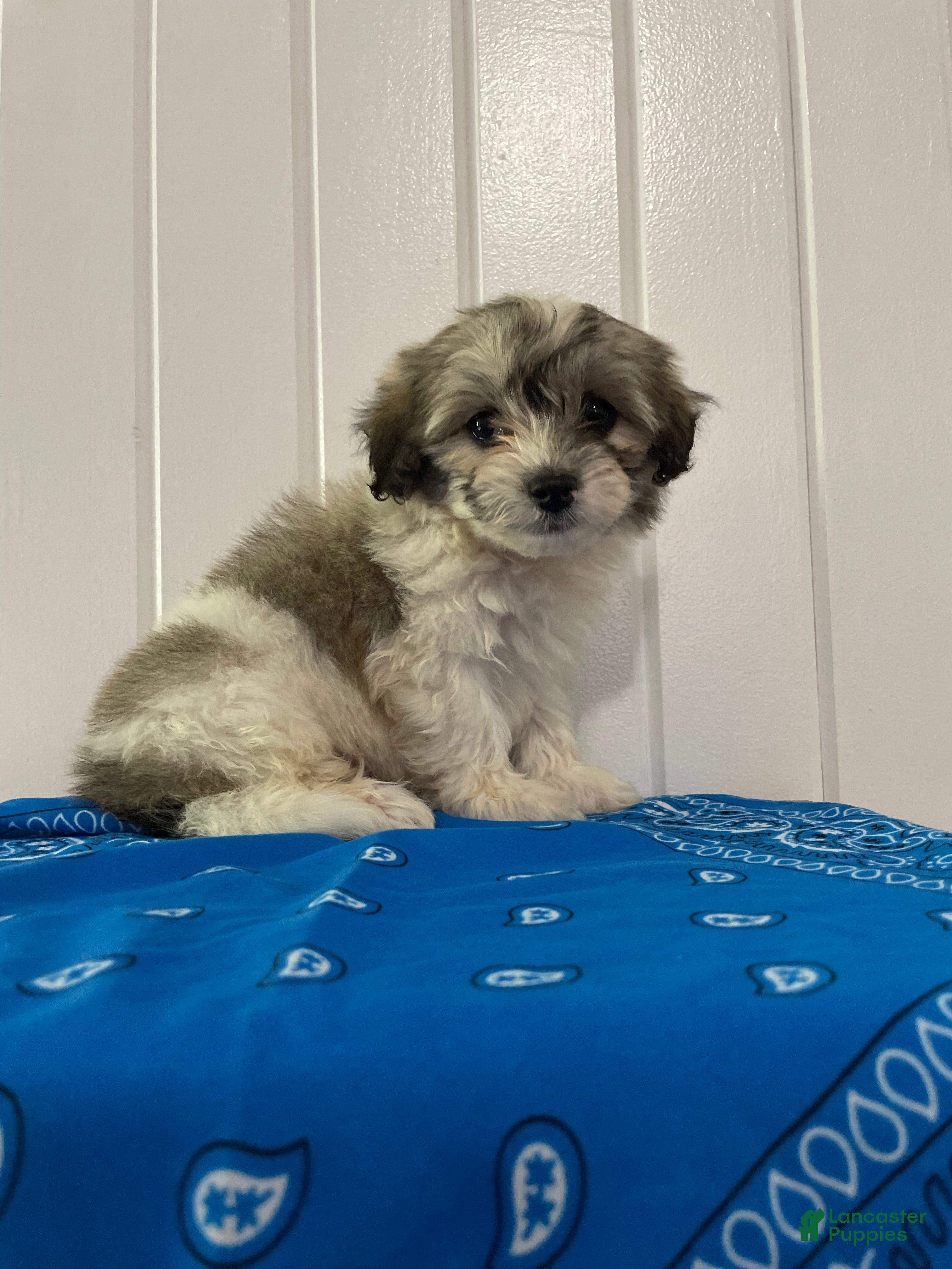 Maltipoo dogs Milo - Ad 1