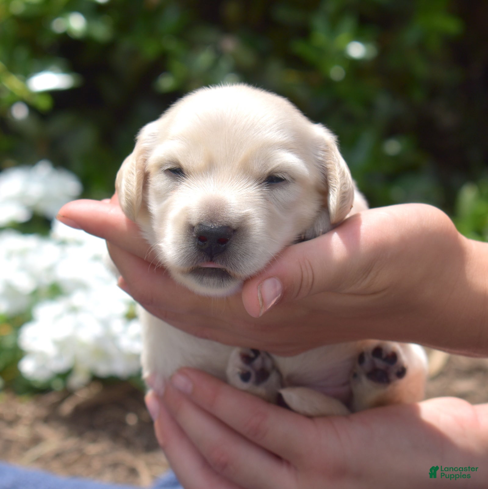 Miniature Dachshund dogs Maple - Ad 1