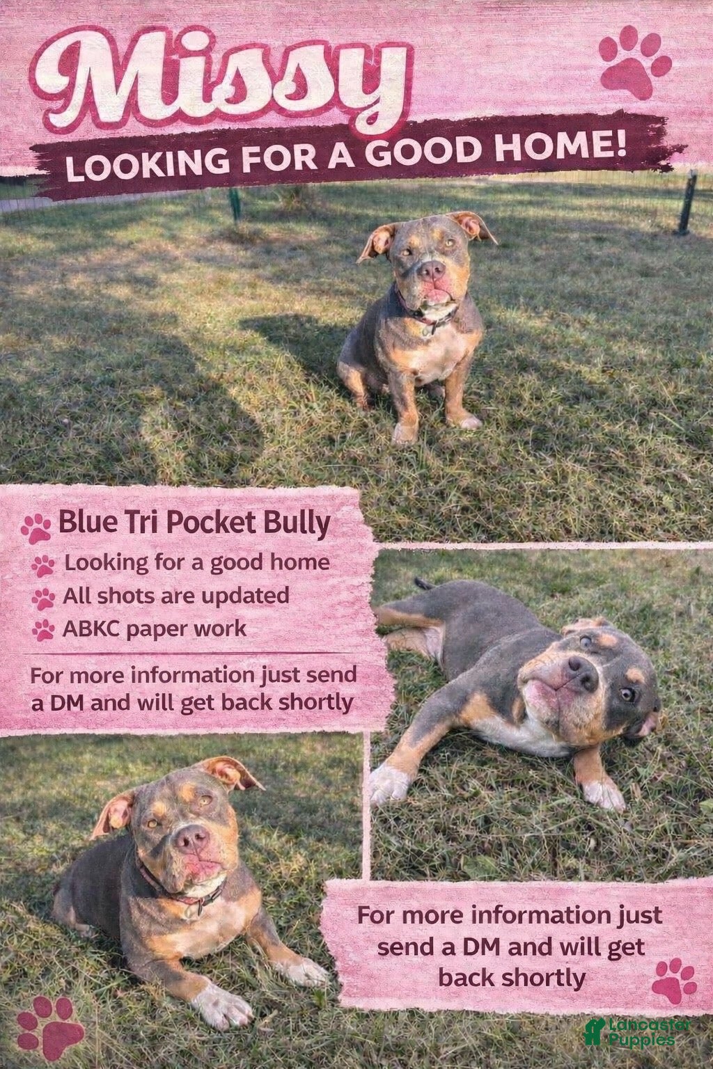 American Bully dogs for sale: Missy - Ad 1