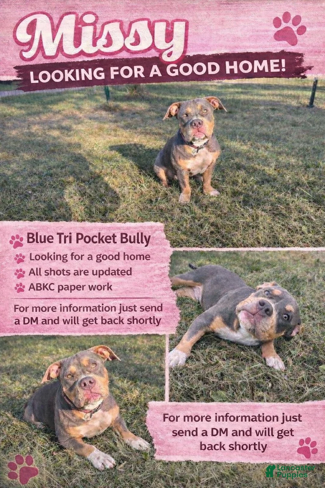 American Bully dogs for sale: Missy - Ad 1